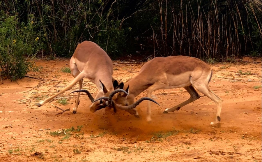 3 Bedroom Property for Sale in Heron Banks Golf Estate Free State